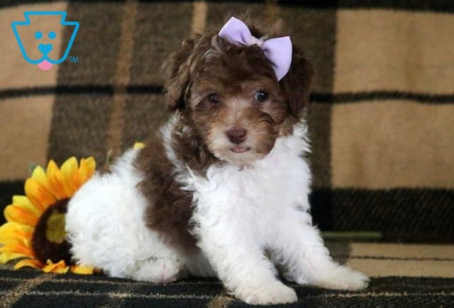 Love Bug Toy Poodle