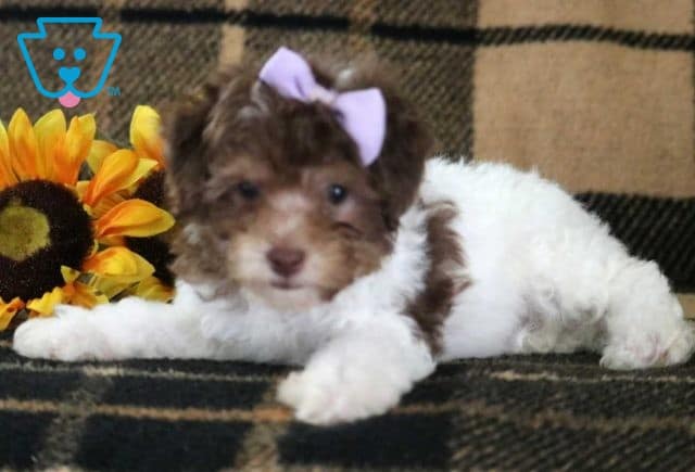 Love Bug Toy Poodle2