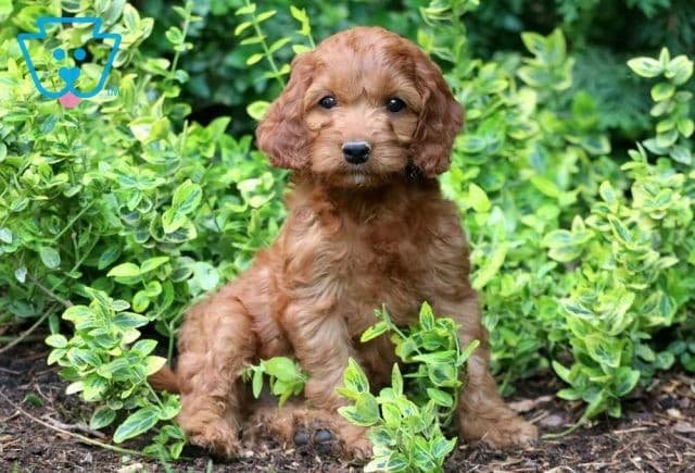 Lukey Cockapoo