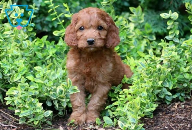 Lukey Cockapoo2