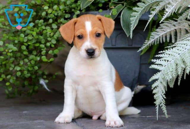 Mateo Jack Russell 1-001