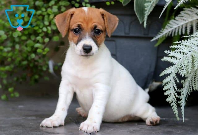 Millie Jack Russell 1-001