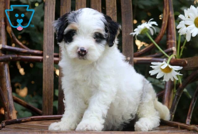 Natalie Mini Bernedoodle
