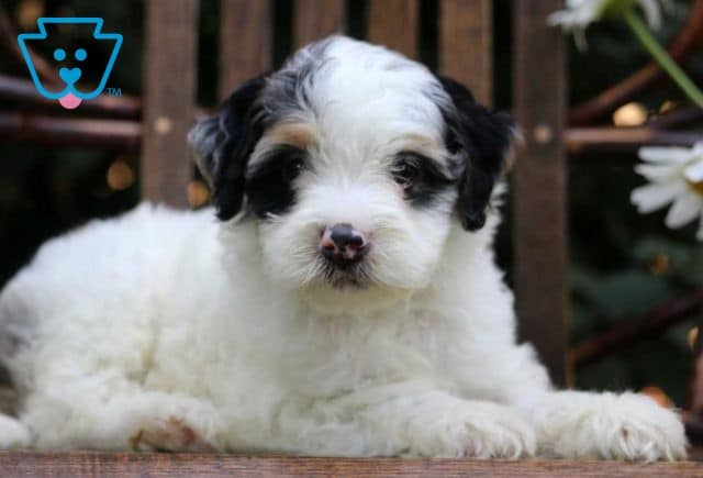 Natalie Mini Bernedoodle2