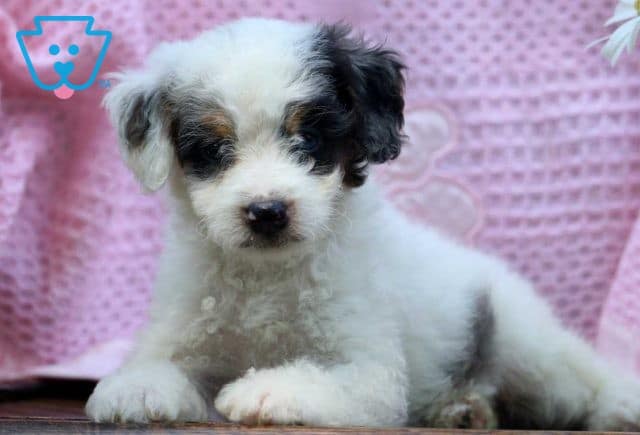 mini bernedoodle puppy for sale