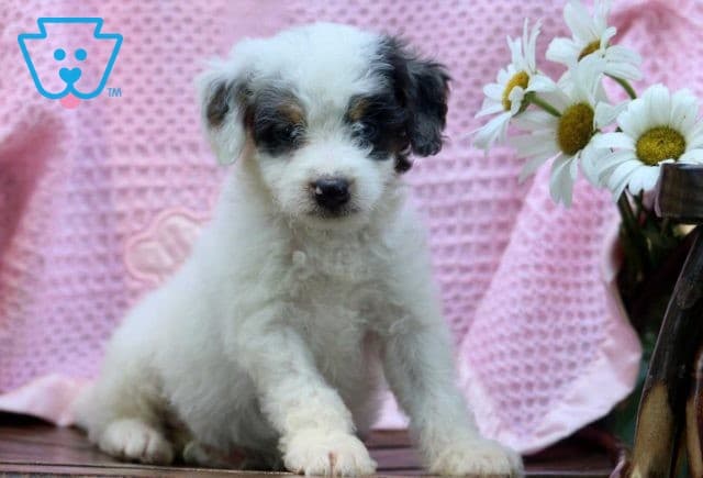 Nate Mini Bernedoodle2