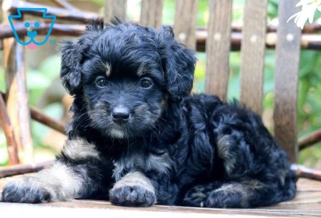 Nitsy Mini Bernedoodle