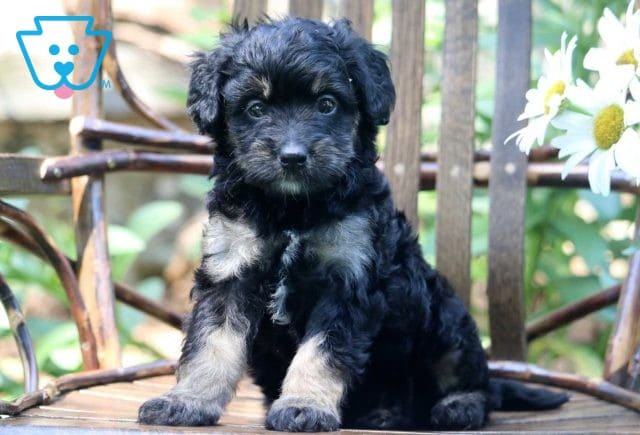 Nitsy Mini Bernedoodle2