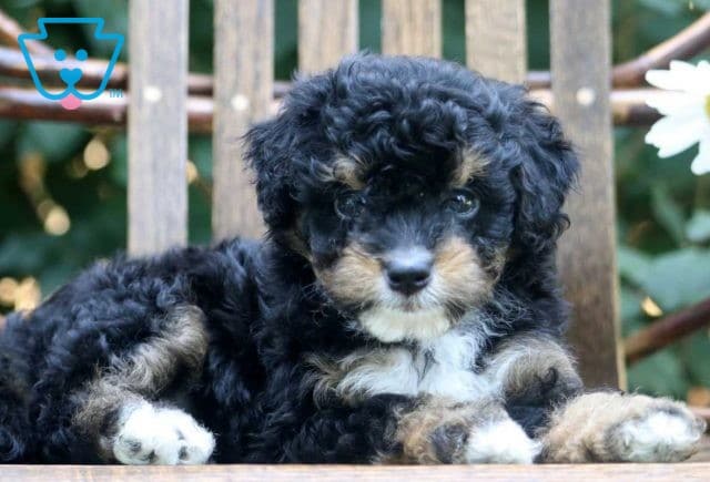 Noah Mini Bernedoodle