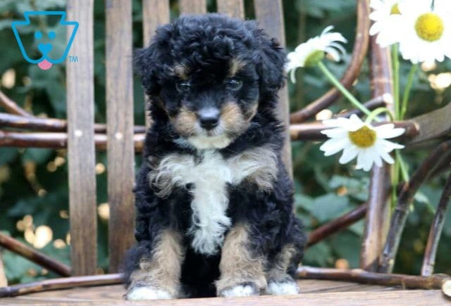 Noah Mini Bernedoodle2