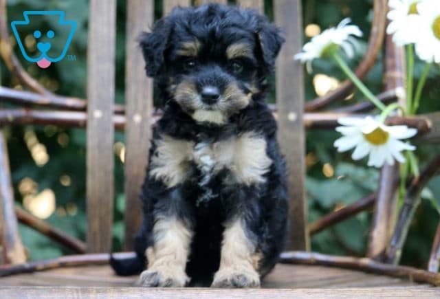 Nova Mini Bernedoodle