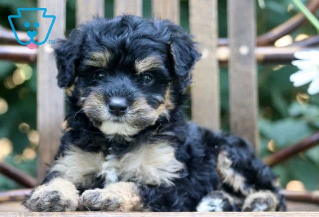 Nova Mini Bernedoodle2