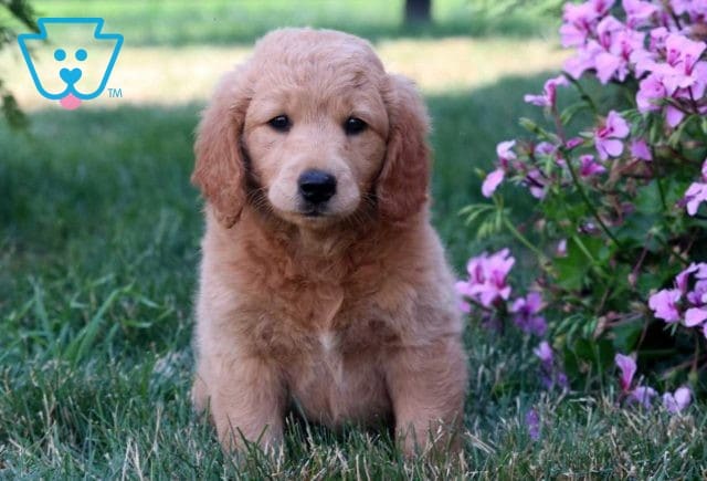Olive Mini Goldendoodle
