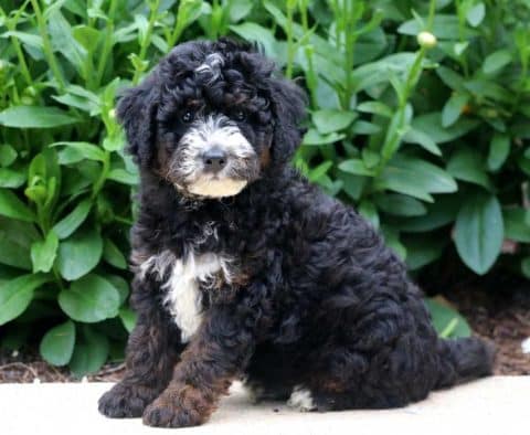 mini bernedoodle puppy for sale