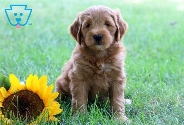 Pansy Mini Goldendoodle Mix 1-001