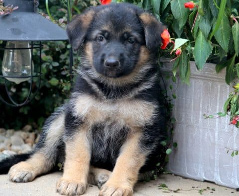 German Shepherd Puppies for Sale | Purebred German Shepherd Breeders