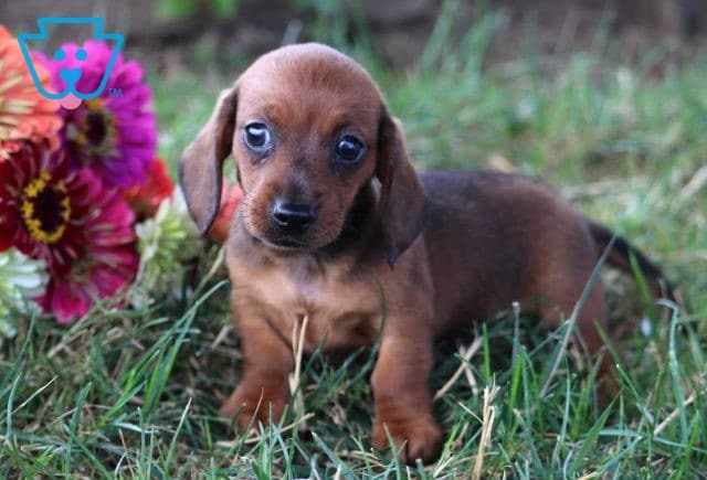 Peanut Mini Dachshund