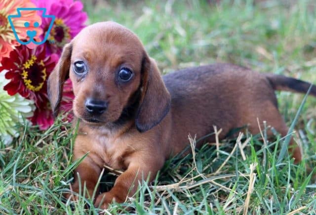 Peanut Mini Dachshund2