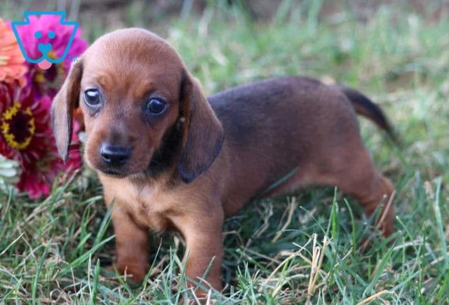 Peanut Mini Dachshund3