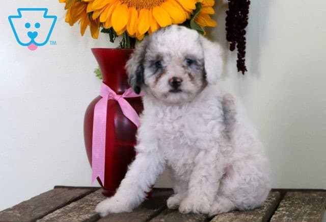 Porsha Mini Poodle 1