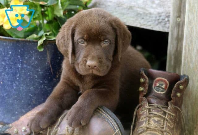 Reggie Choc Lab