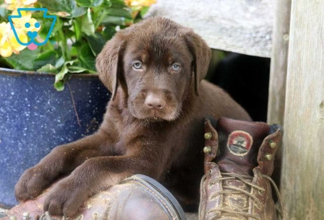 Riggs Chocolate Lab