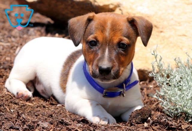 jack russell terrier puppy for sale