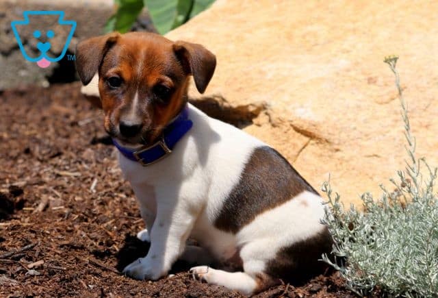 Rocky Jack Russell 1-001