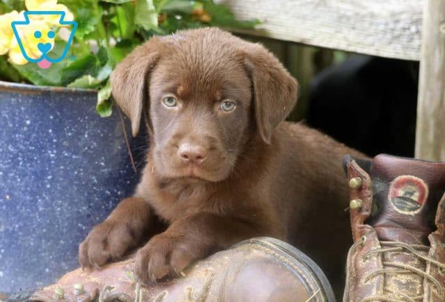 Rollie Chocolate Lab
