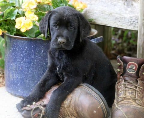 Black Lab Puppies for Sale from Reputable Breeders - Keystone Puppies