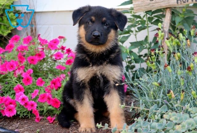 Scar German Shepherd 1-001