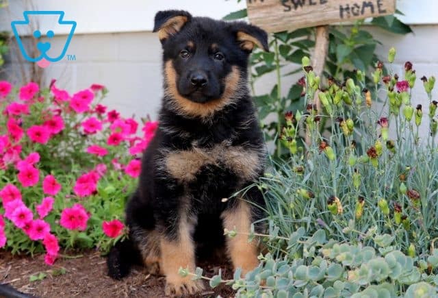 Scout German Shepherd 1-001