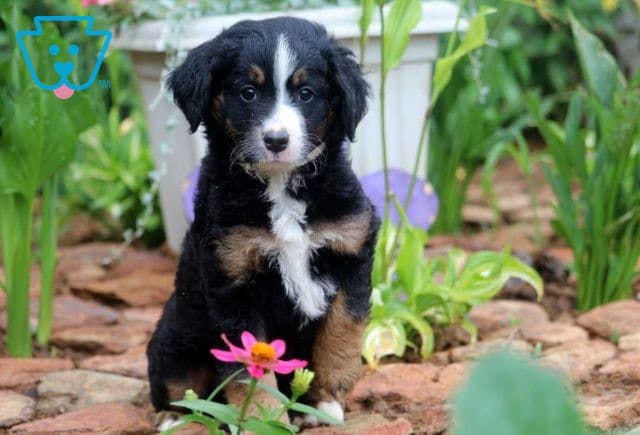 Shadow Mini Bernedoodle
