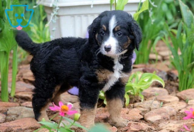 Shadow Mini Bernedoodle2