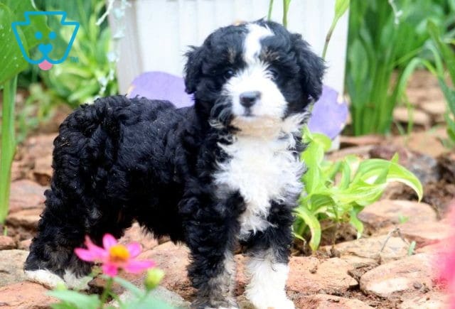 Shine Mini Bernedoodle