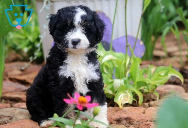Shine Mini Bernedoodle2