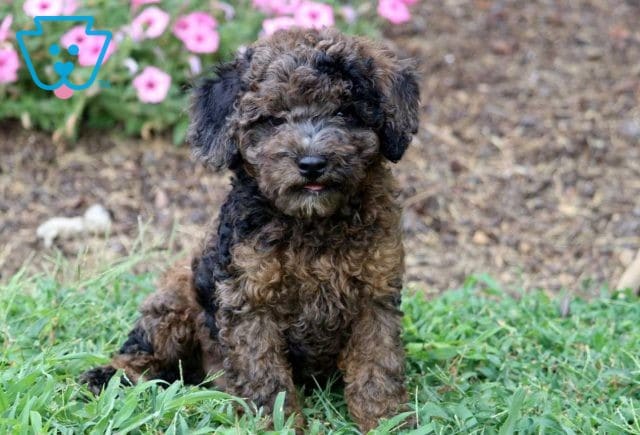 Sidney Cavapoo