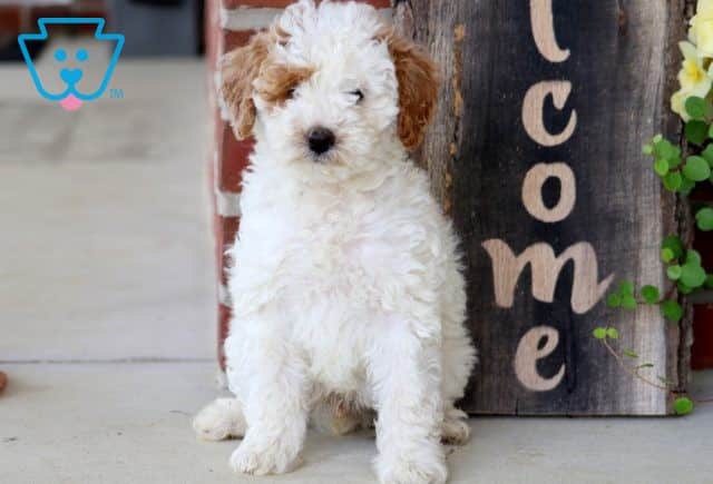 Simba Toy Poodle 1-001