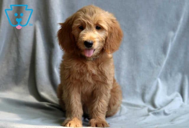 Skyler Goldendoodle retake