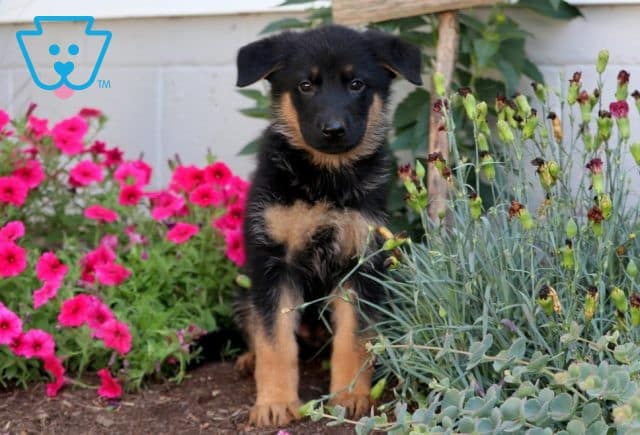 Sophie German Shepherd 1-001