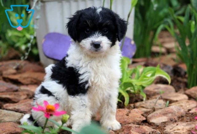 Spanky Mini Bernedoodle