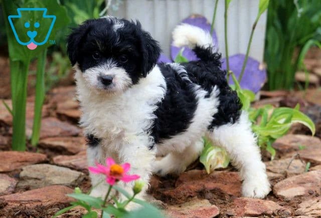 mini bernedoodle puppy for sale