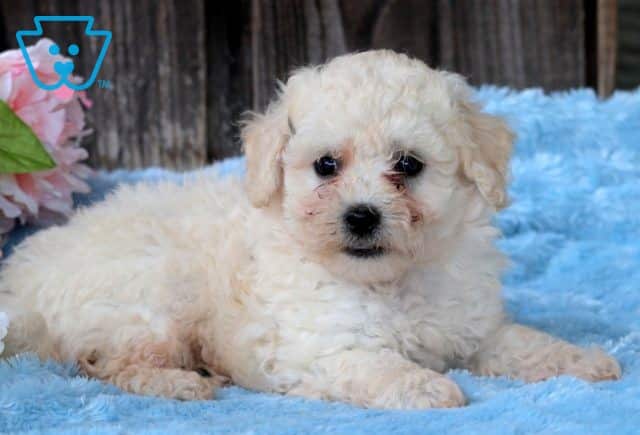 Spike Bichpoo 1-001