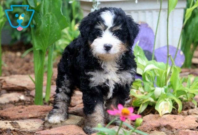 Star Mini Bernedoodle