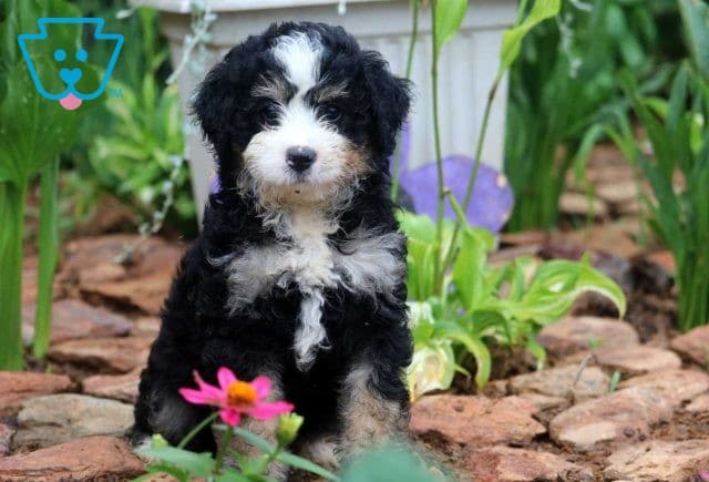 Star Mini Bernedoodle2