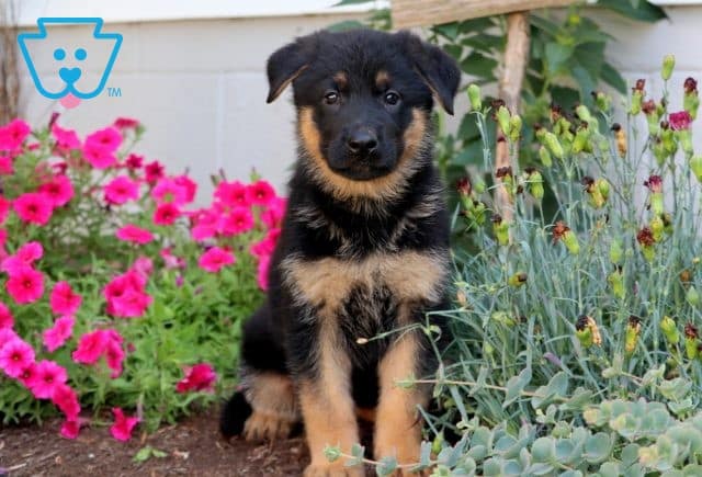 Starburst German Shepherd 1-001
