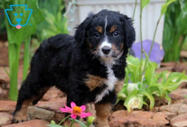 Sweet Pea Mini Bernedoodle