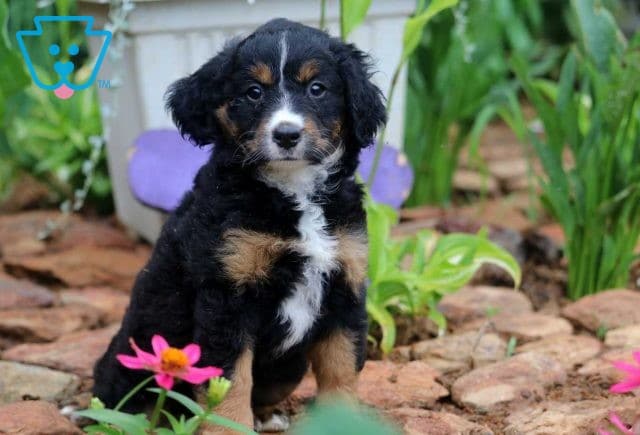Sweet Pea Mini Bernedoodle2