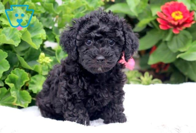 Timmy Yorkiepoo 1-001