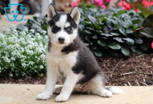 Tweety Pomsky